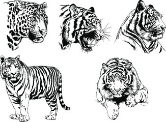 vector drawings sketches different predator , tigers lions cheetahs and leopards are drawn in ink by hand , objects with no background