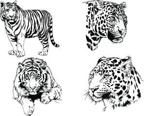 vector drawings sketches different predator , tigers lions cheetahs and leopards are drawn in ink by hand , objects with no background