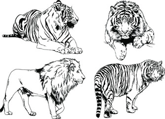 vector drawings sketches different predator , tigers lions cheetahs and leopards are drawn in ink by hand , objects with no background