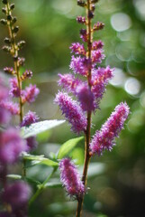 Obraz premium Pink flowers