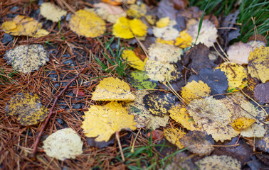 Autumn background with colourful leaves on the ground. Colourful autumn foliage.