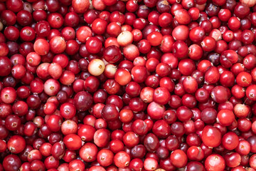 Red ripe beautiful cranberry as a natural background.