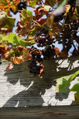 a butterfly hangs on the grapes in autumn