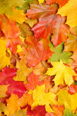 Naklejka na ściany i meble Autumn maple leaves background. Nature pattern.