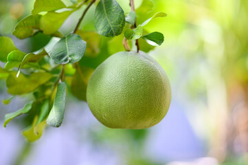 Pomelo or Grapefruit on the tree in the garden..