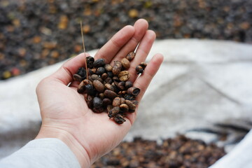 Hand holding dry coffee beans ready to be roasted. coffee-making industry with traditional techniques