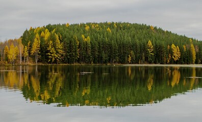 reflection of trees in water