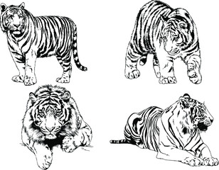 vector drawings sketches different predator , tigers lions cheetahs and leopards are drawn in ink by hand , objects with no background