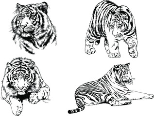 vector drawings sketches different predator , tigers lions cheetahs and leopards are drawn in ink by hand , objects with no background