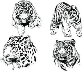 vector drawings sketches different predator , tigers lions cheetahs and leopards are drawn in ink by hand , objects with no background