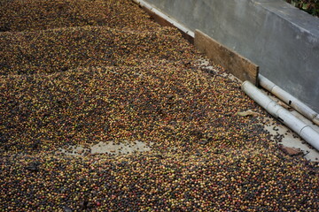 the process of drying coffee beans by stacking them to form like waves. home industry of making coffee in the traditional way