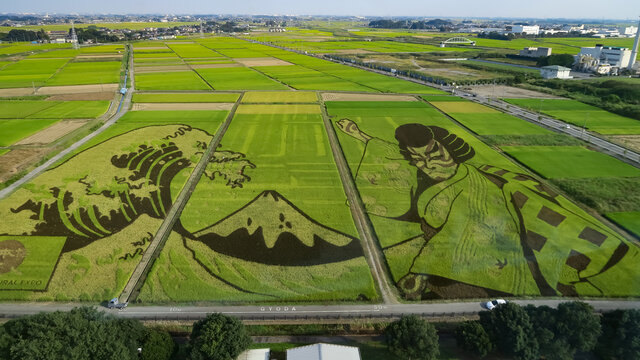 Ukiyoe art on a paddy field in Gyoda, Saiatama, Japan. October 5, 2021.