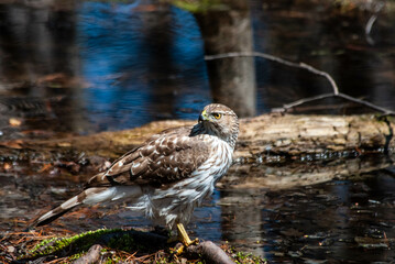 Female Coopers Hawk bathing in a pond in the woods.