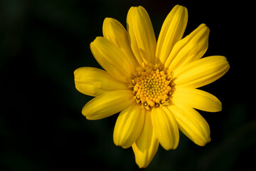 Yellow daisy
