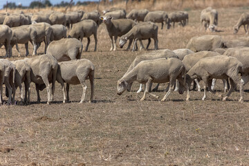 Obraz na płótnie Canvas View of flock of sheep on mountains, grazing farmland field, green herbs, in Spain