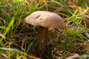 Delicious boletus mushroom Leccinum scabrum in the forest in autumn among the moss
