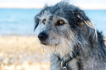 Dog on the Beach of Privlaka