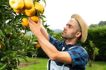 Hispanic man picking oranges from the tree.