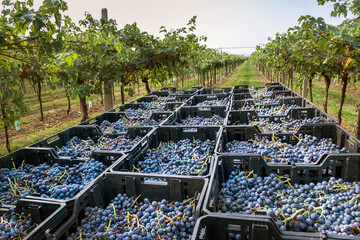 Grape harvest loaded in plastic crates in an Italian vineyard