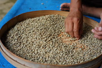 Farmer's hand selects coffee beans that are ready to be sold. the process of separating coffee from dirt and rotten coffee beans. home industry of making coffee in the traditional way