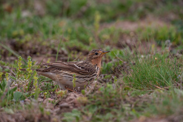 Red-throated Pipit (Anthus cervinus) feeding on grass in the grass