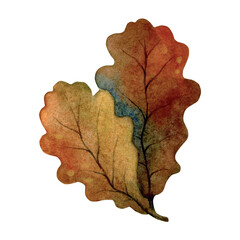 Watercolor oak leaf isolated illustration on a white background.