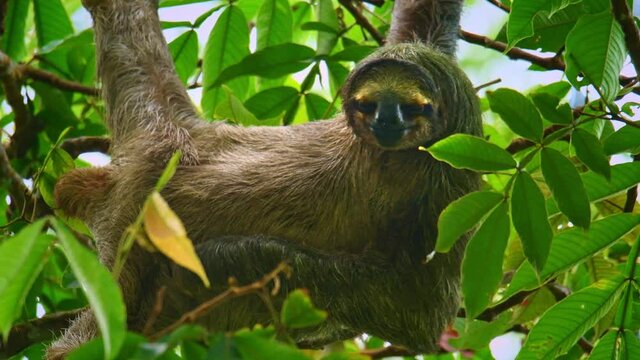 Brown-throated sloth - Bradypus variegatus species of three-toed sloth found in the Neotropical realm of Central and South America, hanging mammal found in the forests of South and Central America. 