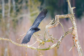 Magnificent black crows living in the wild in the forests of Belarus