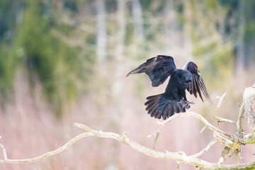 Magnificent black crows living in the wild in the forests of Belarus