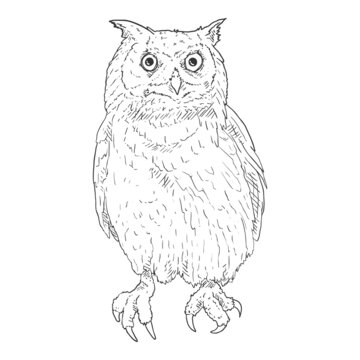 Owl Vector Sketch Illustration on White Background