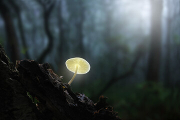 Mushroom plant in Tropical Rainforest.