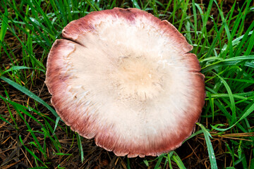mushrooms in a meadow after a downpour - 461049670