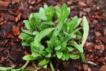 Mak wschodni Papaver orientale 