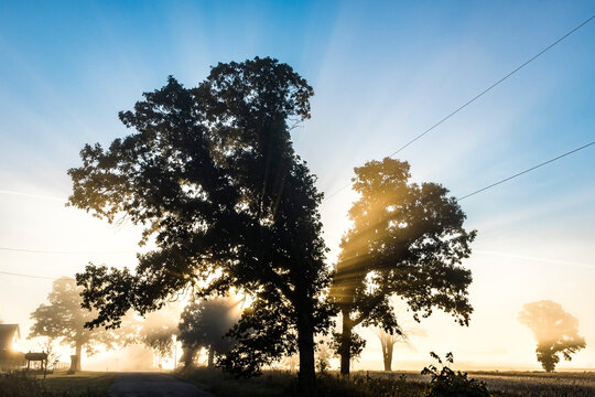 Sunrise sun rays through an oak tree silhouette cut by powerlines on a rural road on a foggy morning.