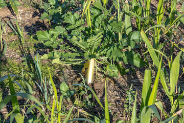 Obraz premium Close-up of a tillage radish plant in a cover crop field.