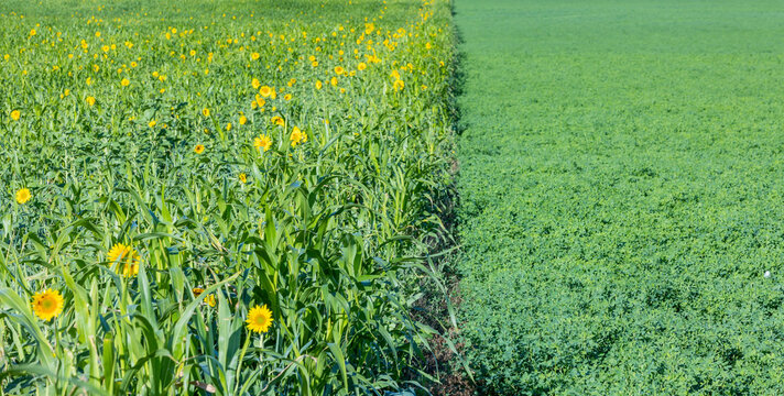 Close-up of a field of cover crops with sudangrass and blooming sunflowers next to a a field of alfalfa hay in the autumn.