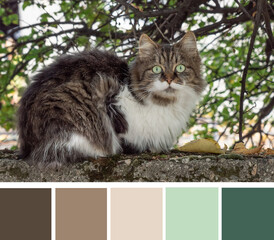 Color palette swatches of fluffy dark brown and light beige particoloured cat animal with green...