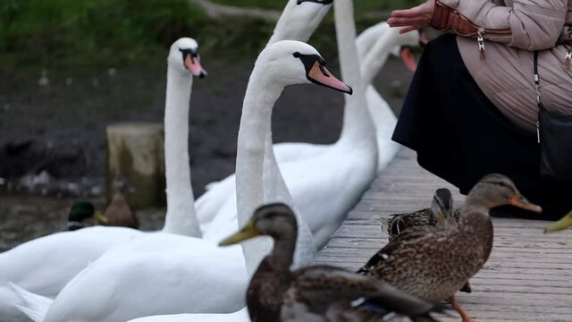 People feed wild white migratory swans on Lake Gorodishchenskoye in the Malskaya Valley in the town of Izborsk, Pskov Region.