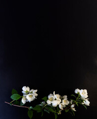 Flat Lay, postcard for death, funeral. Beautiful White Jasmine Flowers