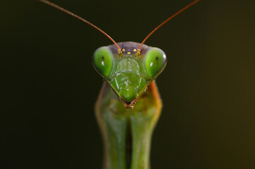 The giant asian mantis or indochina mantis	