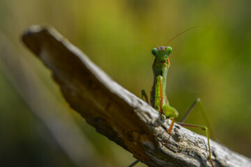 The giant asian mantis or indochina mantis	
