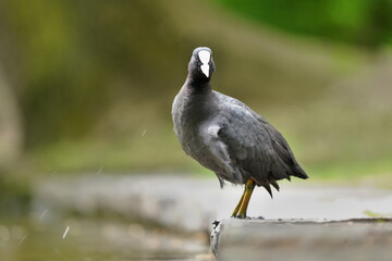 
Eurasian coot (Fulica atra) on the nature habitat. Portrait of a black water bird.