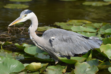 Fototapeta premium A grey heron wading bird in a lily pond 