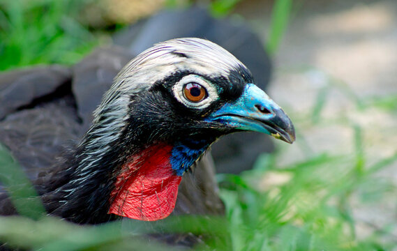 Red-throated piping guan Pipile cujubi close up