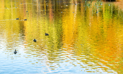 Fototapeta na wymiar `Amazing yellow and orange reflection of autumn nature : ducks swimming .