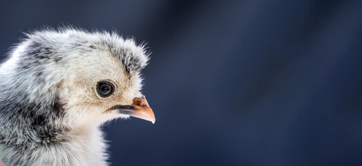 Close up macro photography baby white Appenzeller chick on dark blue background.