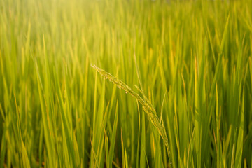 Beautiful Closeup  Thai rice seeds in ear of paddy