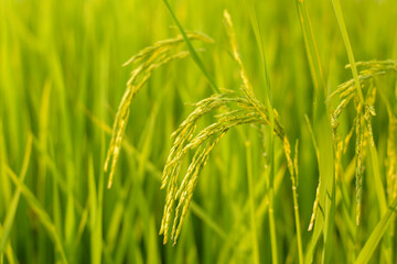 Beautiful Closeup  Thai rice seeds in ear of paddy