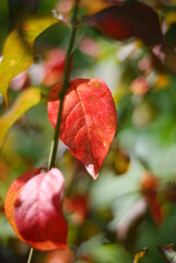 Red autumn leaves