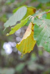 Autumn leaves on the hazel tree
